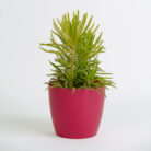 PLANTS- SET-01 067 DSCF4586