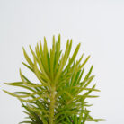 PLANTS- SET-01 068 DSCF4590