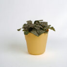 PLANTS- SET-01 072 DSCF4600