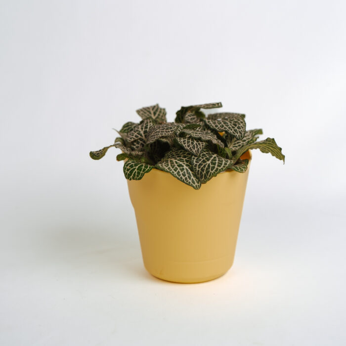 PLANTS- SET-01 072 DSCF4600 PLANTS- SET-01 072 DSCF4600