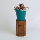 PLANTS- SET-01 079 DSCF4620