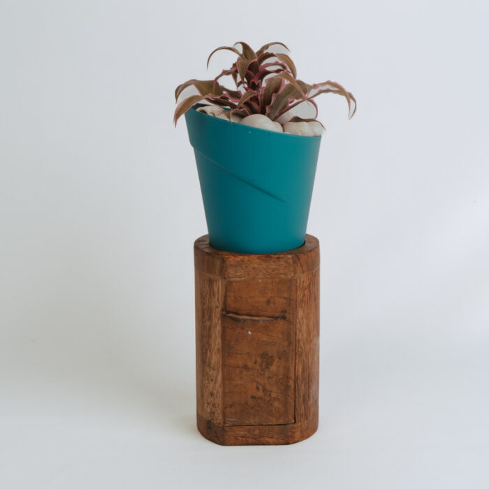 PLANTS- SET-01 079 DSCF4620 PLANTS- SET-01 079 DSCF4620