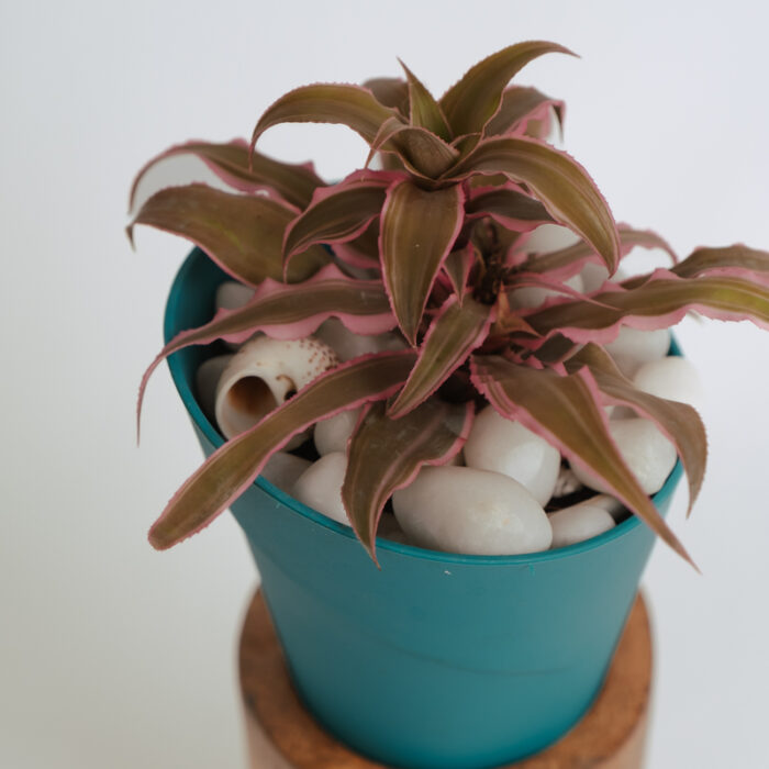 PLANTS- SET-01 081 DSCF4627 PLANTS- SET-01 081 DSCF4627