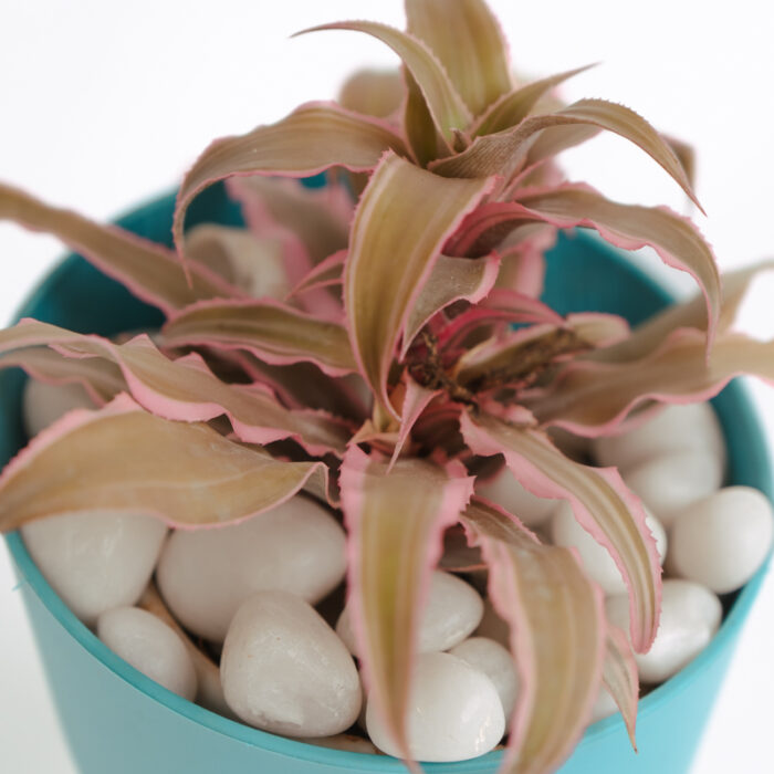 PLANTS- SET-01 082 DSCF4633 PLANTS- SET-01 082 DSCF4633