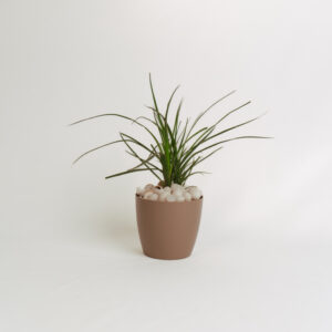 Nolina Palm