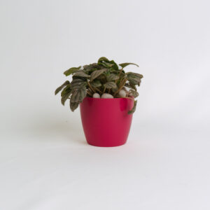 Peperomia