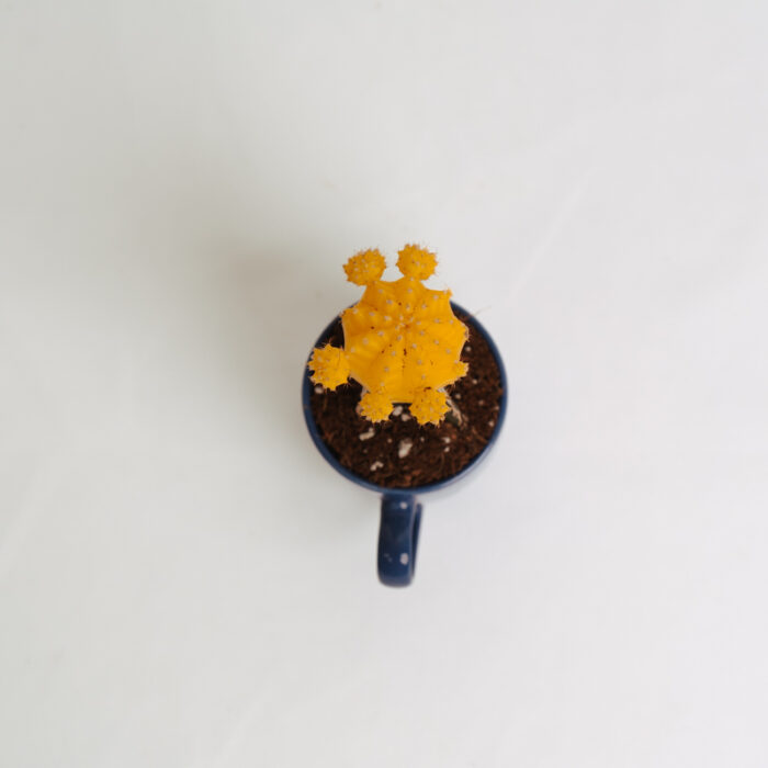 PLANTS- SET-01 102 DSCF4701 PLANTS- SET-01 102 DSCF4701