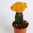 PLANTS- SET-01 104 DSCF4707