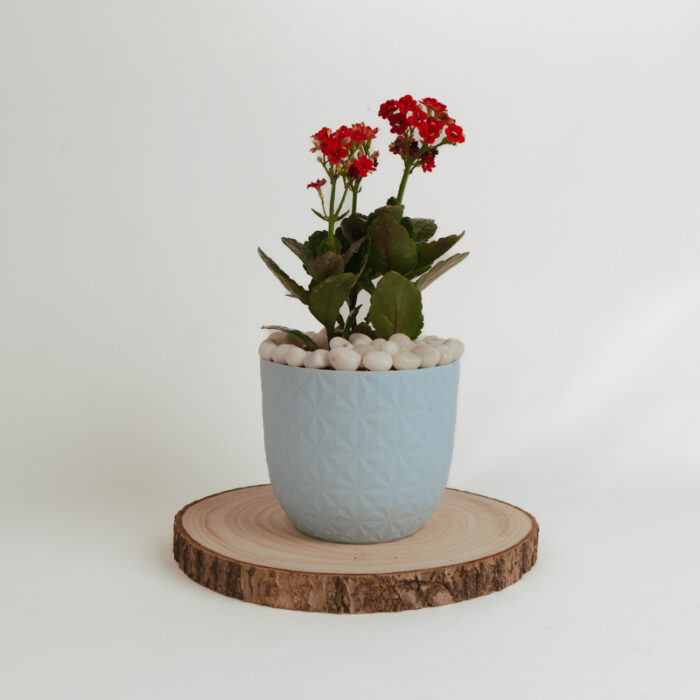 PLANTS- SET-01 105 DSCF4710 PLANTS- SET-01 105 DSCF4710