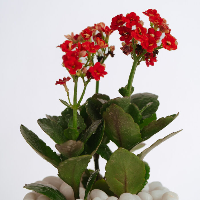 PLANTS- SET-01 106 DSCF4715 PLANTS- SET-01 106 DSCF4715