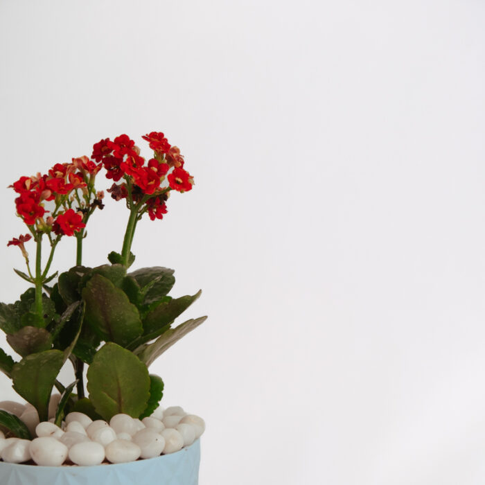 PLANTS- SET-01 107 DSCF4721 PLANTS- SET-01 107 DSCF4721