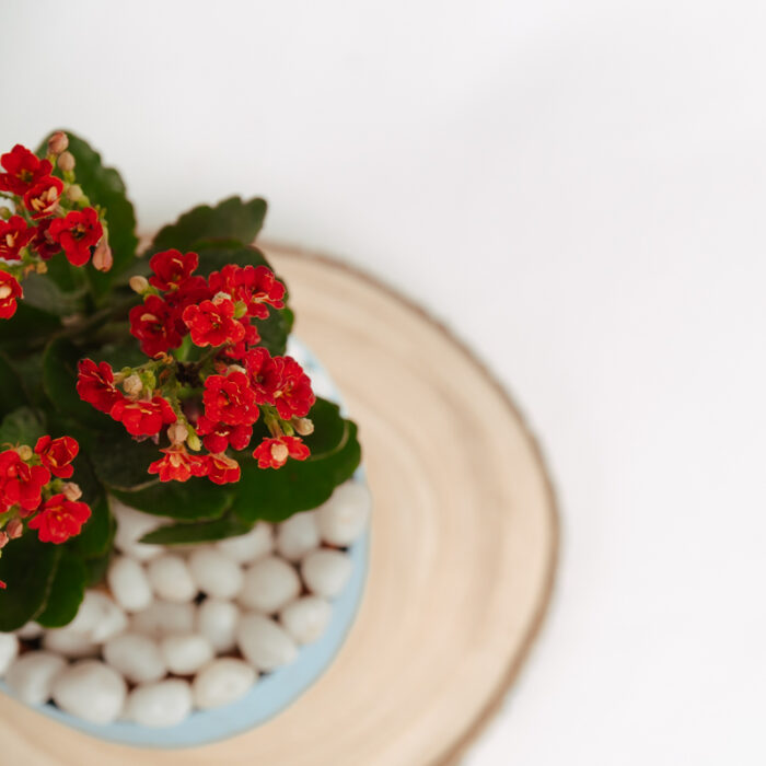 PLANTS- SET-01 108 DSCF4726 PLANTS- SET-01 108 DSCF4726