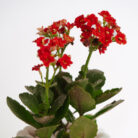 PLANTS- SET-01 109 DSCF4731