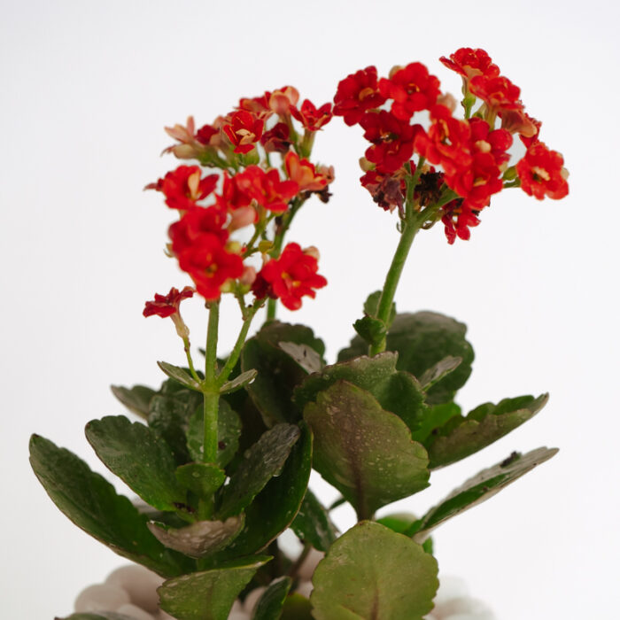 PLANTS- SET-01 109 DSCF4731 PLANTS- SET-01 109 DSCF4731