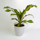 PLANTS- SET-01 110 DSCF4734