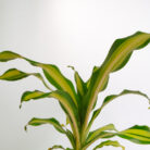 PLANTS- SET-01 111 DSCF4738