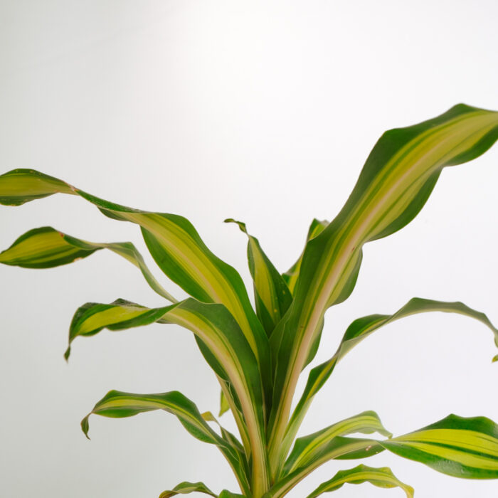 PLANTS- SET-01 111 DSCF4738 PLANTS- SET-01 111 DSCF4738