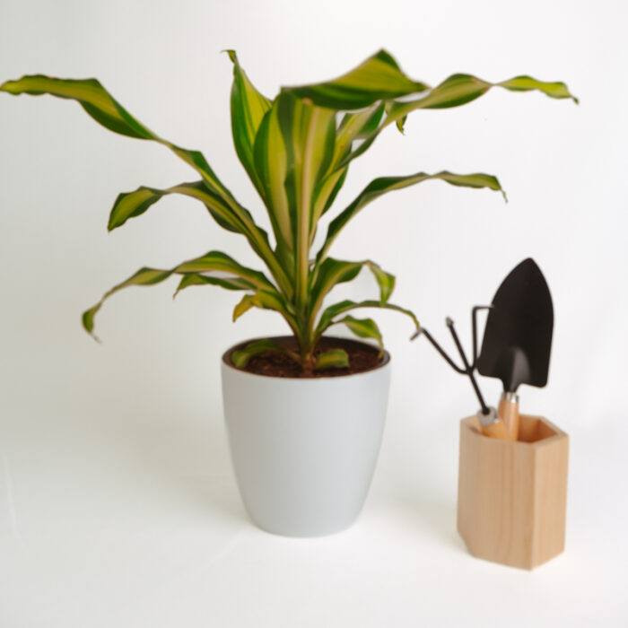 PLANTS- SET-01 112 DSCF4742 PLANTS- SET-01 112 DSCF4742