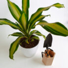 PLANTS- SET-01 113 DSCF4749