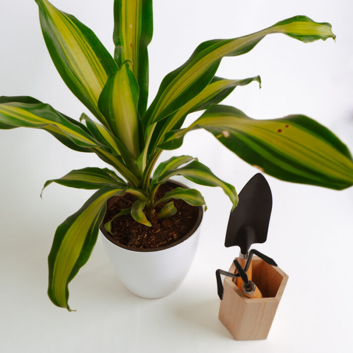 PLANTS- SET-01 113 DSCF4749 PLANTS- SET-01 113 DSCF4749