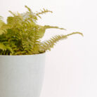 PLANTS- SET-01 119 DSCF4764