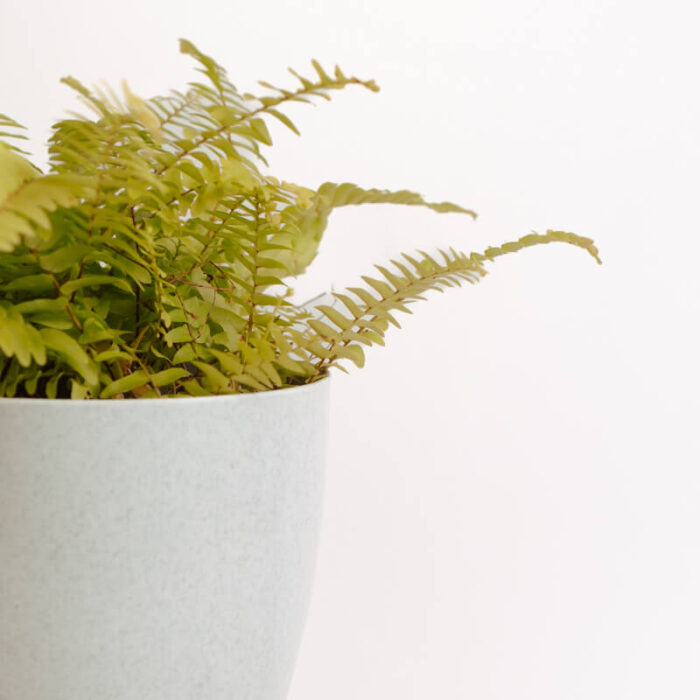 PLANTS- SET-01 119 DSCF4764 PLANTS- SET-01 119 DSCF4764