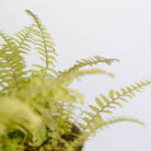 PLANTS- SET-01 121 DSCF4769