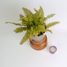 PLANTS- SET-01 122 DSCF4771