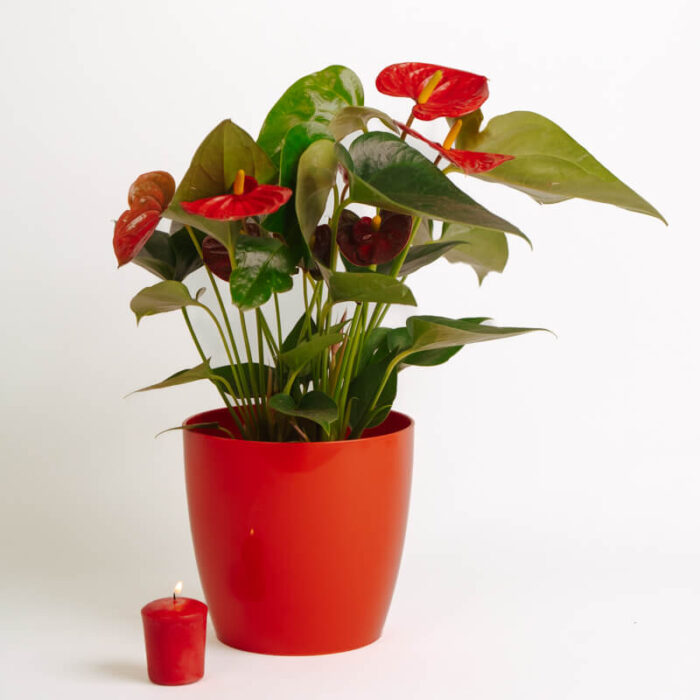 PLANTS- SET-01 124 DSCF4777 PLANTS- SET-01 124 DSCF4777