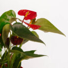 PLANTS- SET-01 125 DSCF4782