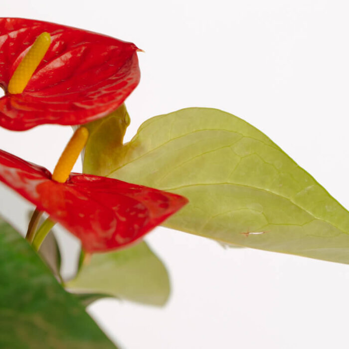 PLANTS- SET-01 126 DSCF4784 PLANTS- SET-01 126 DSCF4784