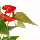 PLANTS- SET-01 127 DSCF4788