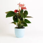 PLANTS- SET-01 128 DSCF4791