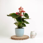 PLANTS- SET-01 130 DSCF4799