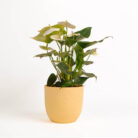 PLANTS- SET-01 131 DSCF4801