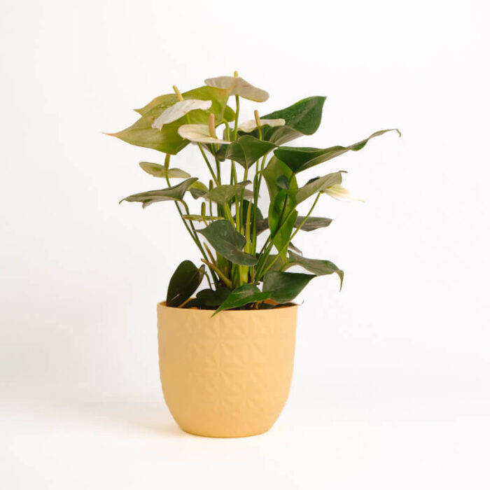 PLANTS- SET-01 131 DSCF4801 PLANTS- SET-01 131 DSCF4801