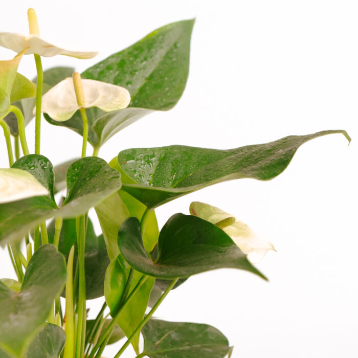 PLANTS- SET-01 132 DSCF4804 PLANTS- SET-01 132 DSCF4804