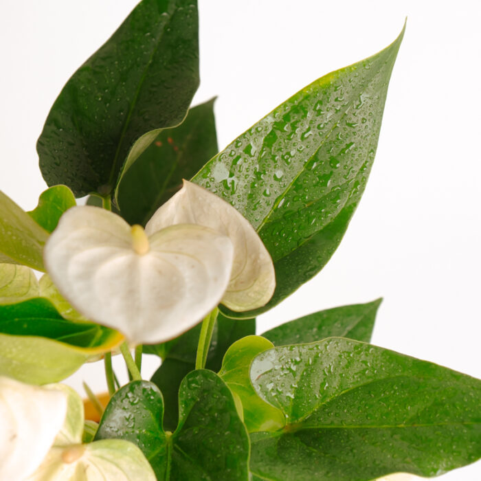 PLANTS- SET-01 133 DSCF4807 PLANTS- SET-01 133 DSCF4807