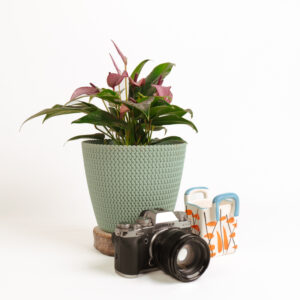 Anthurium mini - purple