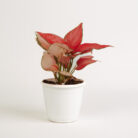 PLANTS- SET-01 139 DSCF4820