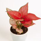 PLANTS- SET-01 141 DSCF4823