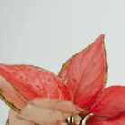 PLANTS- SET-01 142 DSCF4826