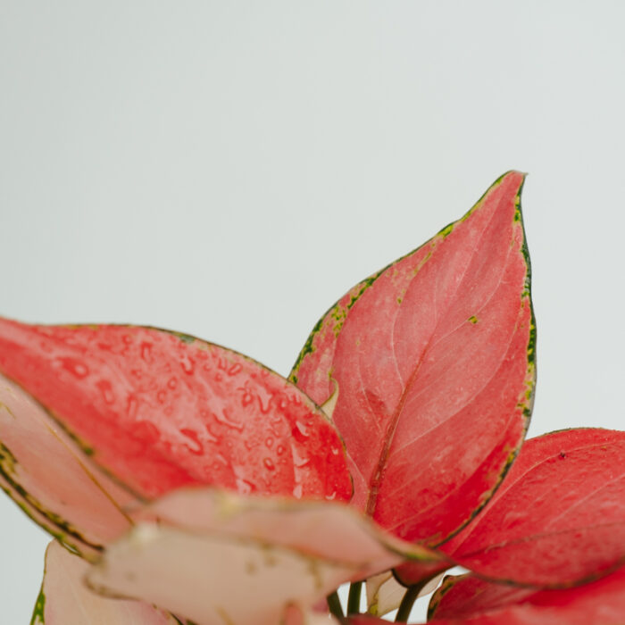 PLANTS- SET-01 142 DSCF4826 PLANTS- SET-01 142 DSCF4826