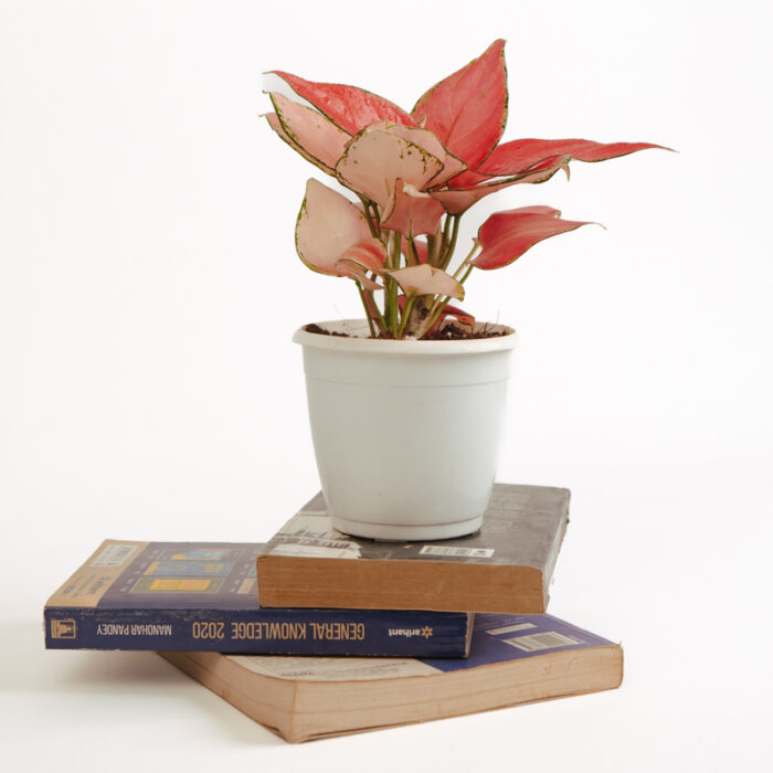 PLANTS- SET-01 143 DSCF4828 PLANTS- SET-01 143 DSCF4828