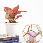 PLANTS- SET-01 144 DSCF4832