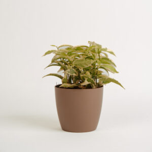 Ficus benjamina variegated