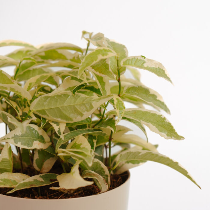 PLANTS- SET-01 146 DSCF4836 PLANTS- SET-01 146 DSCF4836