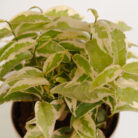 PLANTS- SET-01 147 DSCF4838