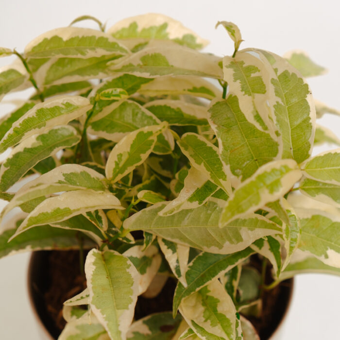 PLANTS- SET-01 147 DSCF4838 PLANTS- SET-01 147 DSCF4838