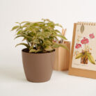 PLANTS- SET-01 149 DSCF4843